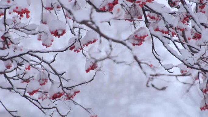 白雪覆盖的日本罗文浆果