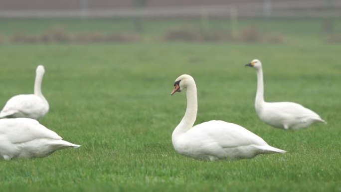 一只沉默的天鹅和一些成年的贝威克天鹅 (Cygnus columbianus bewickii) 站