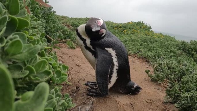 非洲企鹅看镜头，南非