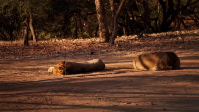 两只大雄亚洲狮子睡着了放松