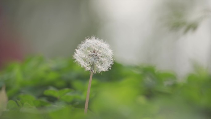 蒲公英种子飞舞播撒希望的种子许愿微风吹过