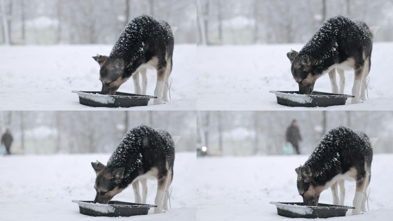 冬天狗在外面吃饭。