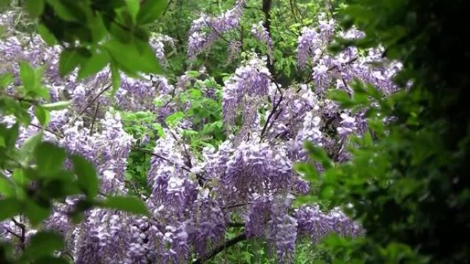 甘氨酸华丽的紫色，盛开在花园里，在雨中。甘氨酸，一种壮观的攀登灌木。她的学名紫藤2