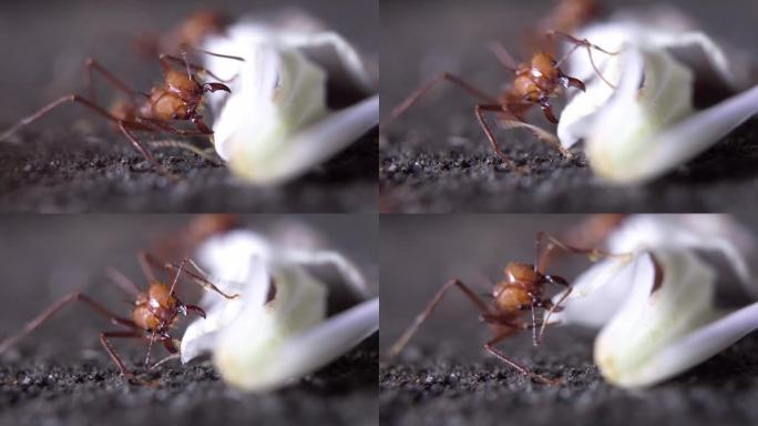 长腿棕色昆虫拿食物供以后使用的宏观视频。