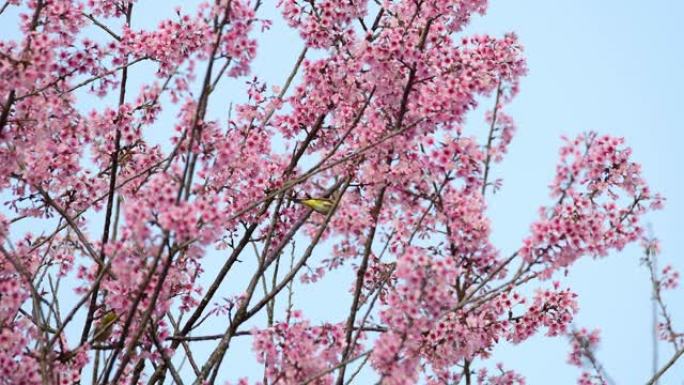 樱花树上的鸟 (栗子侧翼的白眼)