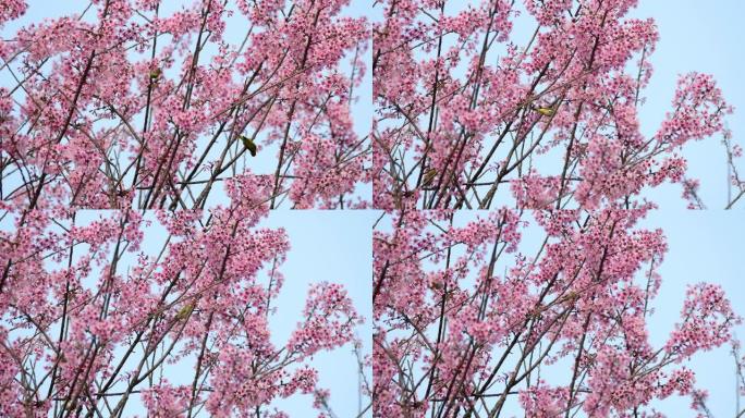 樱花树上的鸟 (栗子侧翼的白眼)