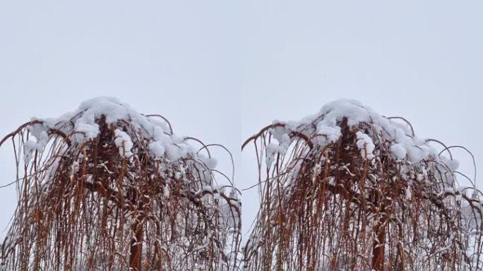 降雪中的反向桑树