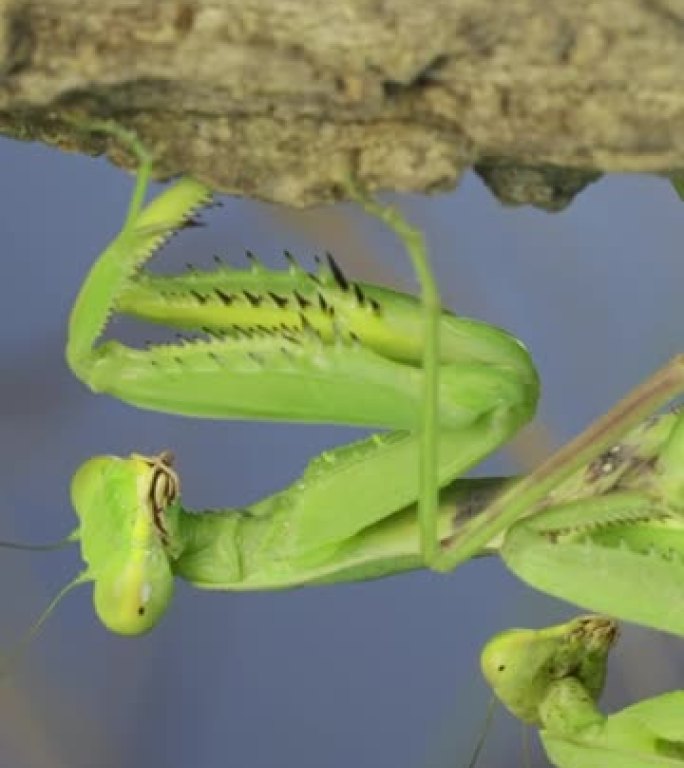 螳螂的交配过程。一对螳螂交配挂在树枝下的肖像。外高加索树螳螂 (Hierodul transcauc