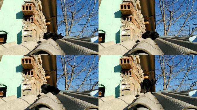 一只黄色眼睛的黑色幼猫在房子的石板屋顶上昏昏过去。动物沐浴在春天三月的阳光下。三月猫在屋顶上等待爱情