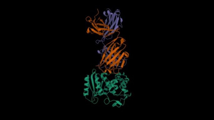 新型CD38-targeting抗体SAR650984 (isatuximab) CD38 (绿色)