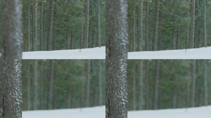 雪从天而降进入森林