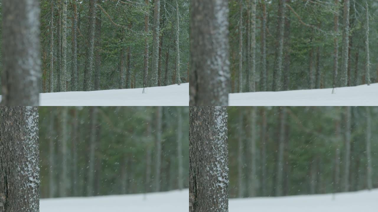 雪从天而降进入森林