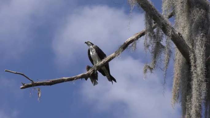 鱼鹰在佛罗里达湿地以大型鱼类为食。