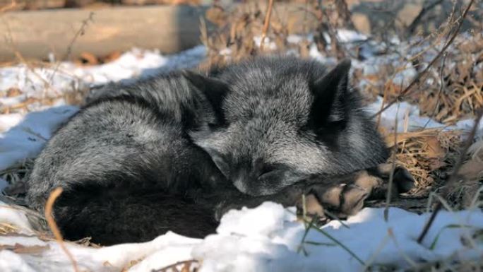 森林公园里的黑条狐狸在雪地上睡觉。动物保护概念