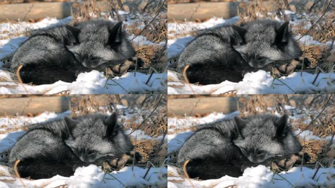 森林公园里的黑条狐狸在雪地上睡觉。动物保护概念