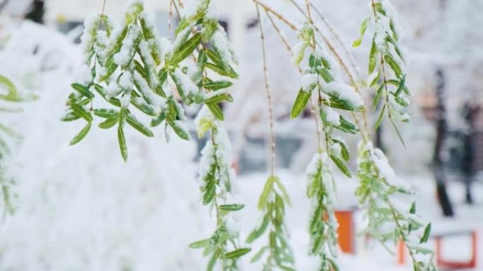 柳柳巴比伦也称巴比伦柳或初雪下垂柳。冬季绿叶柳枝特写