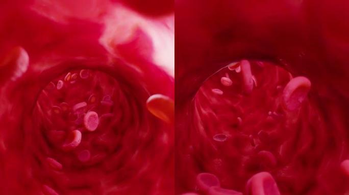 动脉中的红细胞。垂直视频。