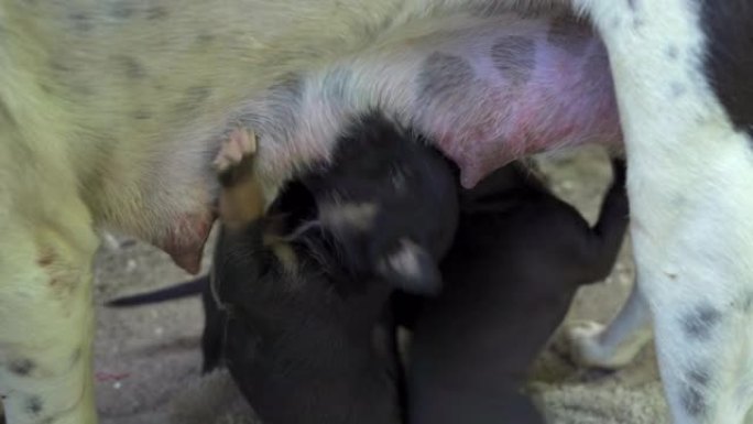 许多新生的黑色小狗正在哺乳母亲的乳汁。母狗对小狗有爱。小狗近距离拍摄四个小可爱