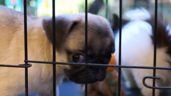 一只可爱的米色哈巴狗坐在笼子的黑条后面，旁边是一只吉娃娃狗。一只悲伤的哈巴狗小狗不安地与其他活跃而嘈