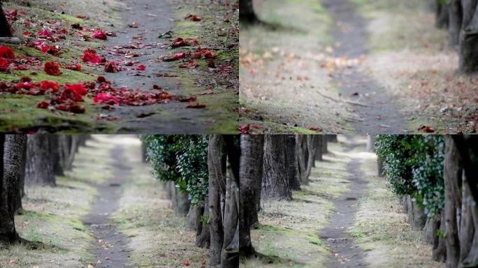 花瓣凋零落下 “倾斜” 的小路的风景