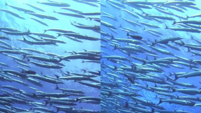 雪佛龙梭子鱼学校与珊瑚礁水下拍摄的垂直视频