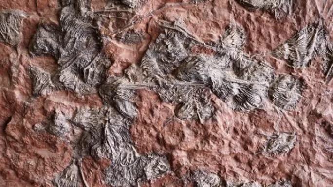 带有海百合化石的平板的细节 (海百合，海百合)。