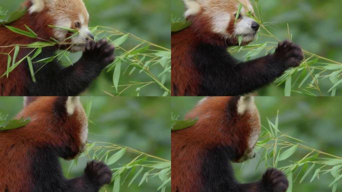 4k动物园树枝上的小熊猫特写