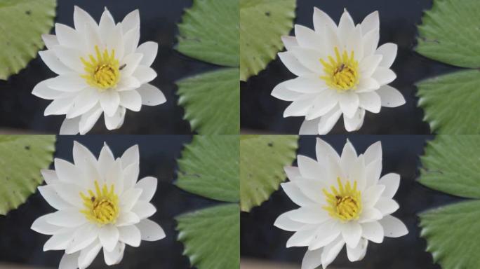 特写和俯视图4k美丽的白花莲，带黄色花粉在池塘里，蜜蜂飞来授粉，花朵显示出宁静与平静。它是佛教的象征