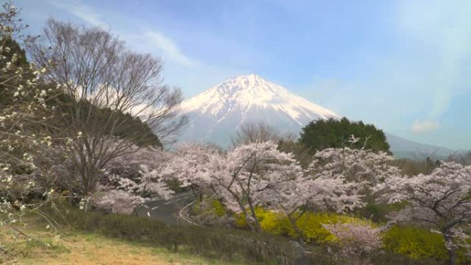 樱花盛开，通往富士山的道路