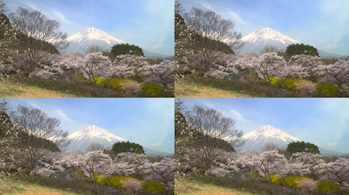 樱花盛开，通往富士山的道路
