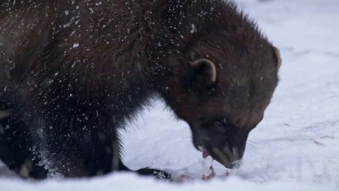 在下雪的天气中，金刚狼吃动物肉的特写镜头