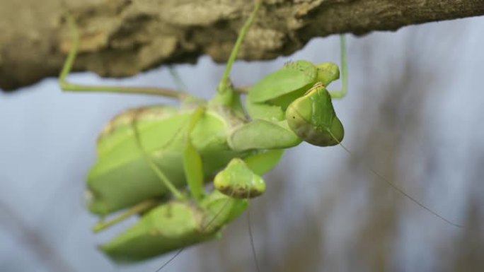 一对螳螂交配挂在树枝下的正面。螳螂的交配过程。外高加索树螳螂 (Hierodul transcauc