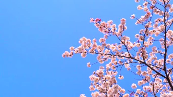 湛蓝的天空下樱花湛蓝的天空下樱花鲜花