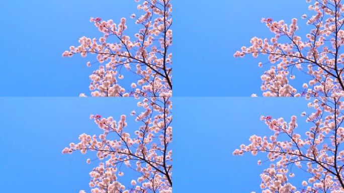 湛蓝的天空下樱花湛蓝的天空下樱花鲜花