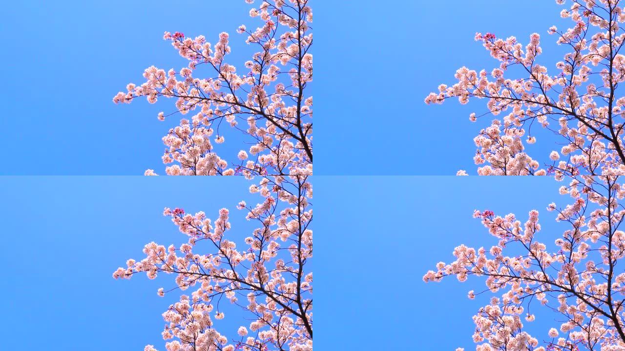 湛蓝的天空下樱花湛蓝的天空下樱花鲜花