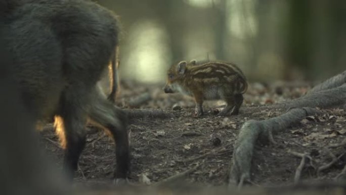 特写年轻的野猪Sus scrofa家族，平静的小猪一起在树林里散步。野生动物行动毛茸茸的动物场景在自