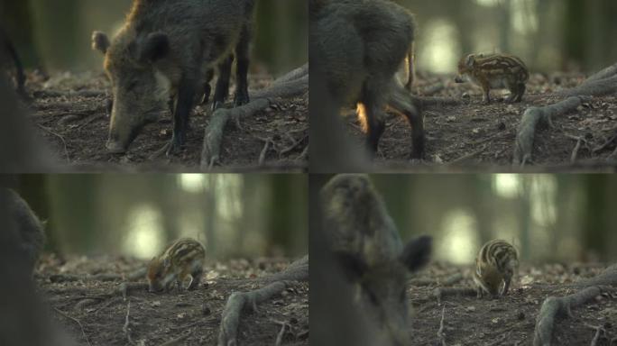 特写年轻的野猪Sus scrofa家族，平静的小猪一起在树林里散步。野生动物行动毛茸茸的动物场景在自