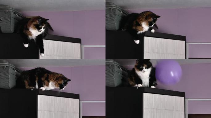 一只美丽的三色猫坐在一个灰色手提箱附近的柜子上，有趣地用爪子击败了飞行的气球。宠物游戏