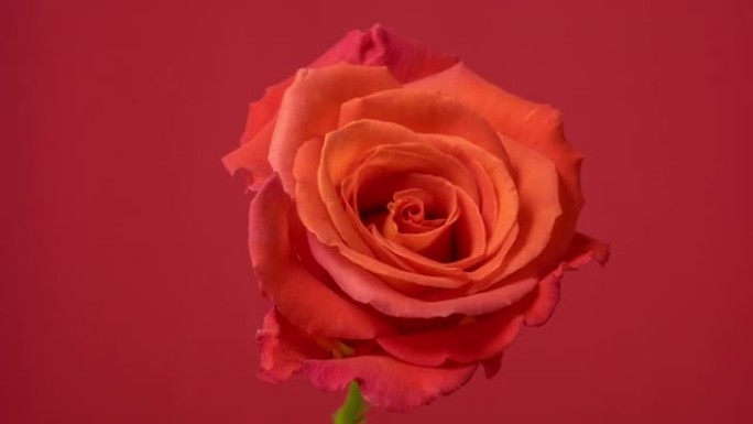 红色背景上盛开的红玫瑰花延时4k视频。