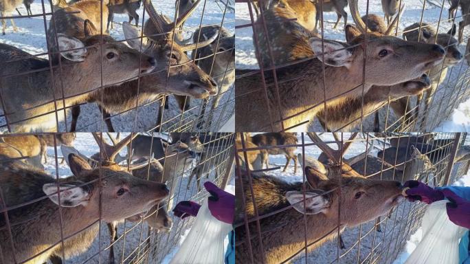 女志愿者在篱笆后面喂鹿。冬季帮助，照顾，喂养动物