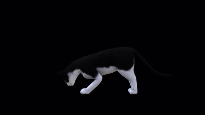 黑白猫从侧面看
