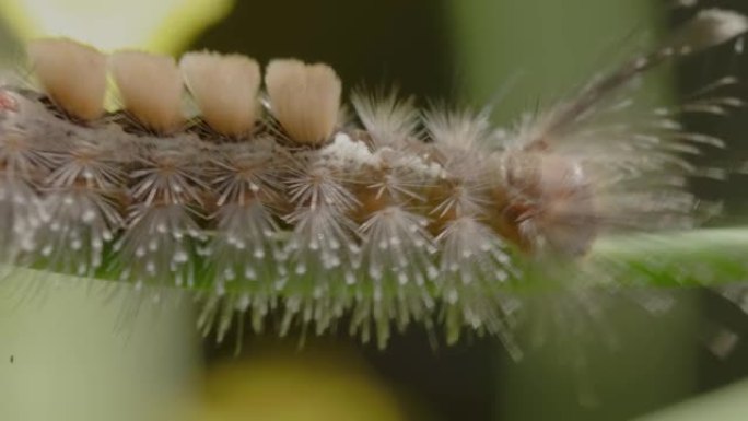 一种在黄色爱尔兰植物上活动的毒蛾 (orgy ia leucostigma) 是Erebidae家族