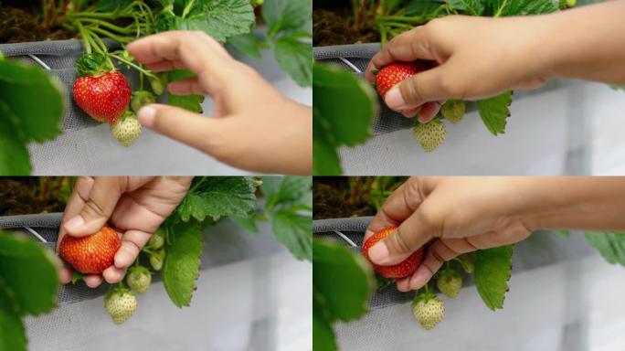 中年亚洲女性草莓农民在农场采摘草莓，有机园艺，有机植物