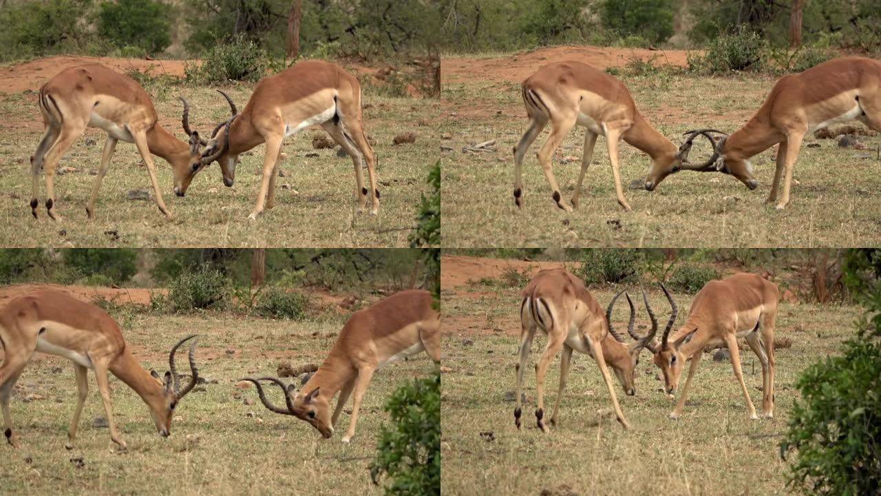 黑斑羚夫妇在horn fight，非洲，2022