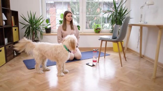 女人，在家练习瑜伽，同时在笔记本电脑上进行在线瑜伽课，而她的狗让她成为公司