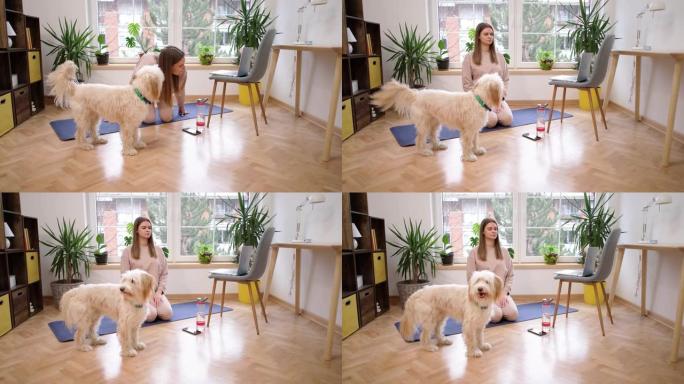 女人，在家练习瑜伽，同时在笔记本电脑上进行在线瑜伽课，而她的狗让她成为公司