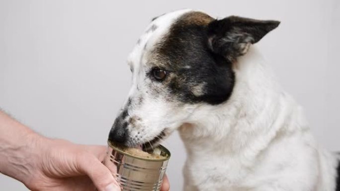 可爱的黑白小狗正在直接从罐头里吃罐装狗粮。特写。