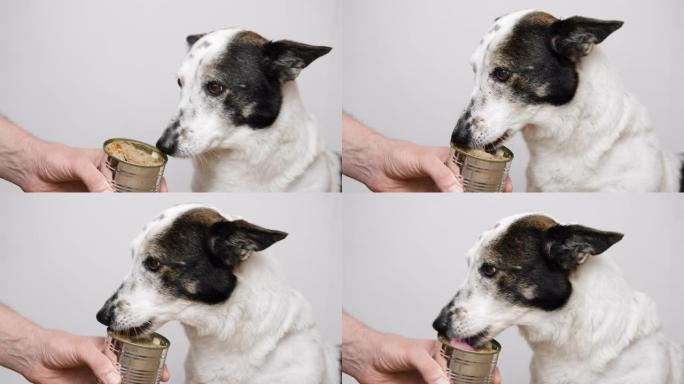 可爱的黑白小狗正在直接从罐头里吃罐装狗粮。特写。