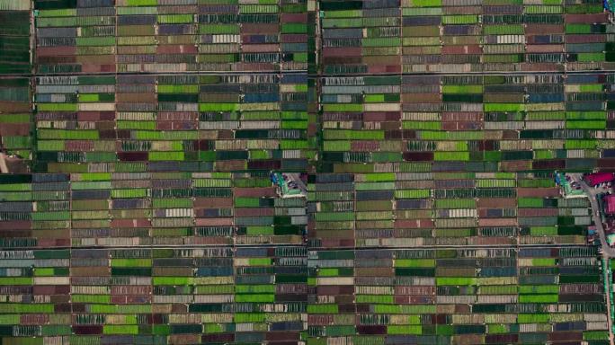 菲律宾碧瑶市一个生菜农场的鸟瞰图