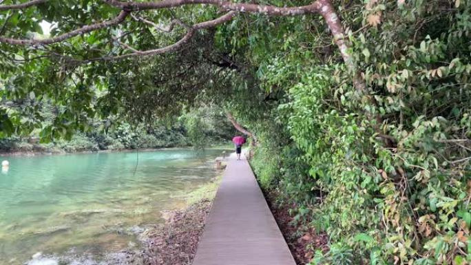 在Macritchie Reservoir的木路上，一个人拿着雨伞行走的高清镜头